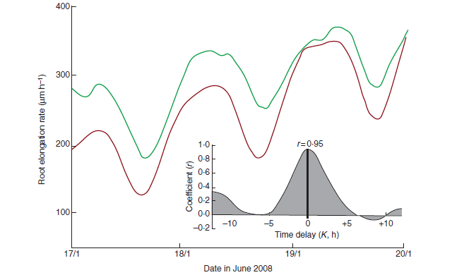 динамика роста корня арабидопсиса в сравнении с графиком лунно-солнечной приливной силы