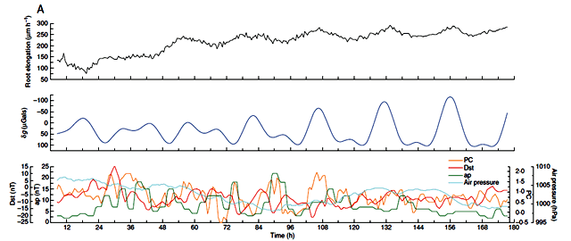 динамика роста корня арабидопсиса в сравнение с динамикой геомагнитного поля и приливного ритма