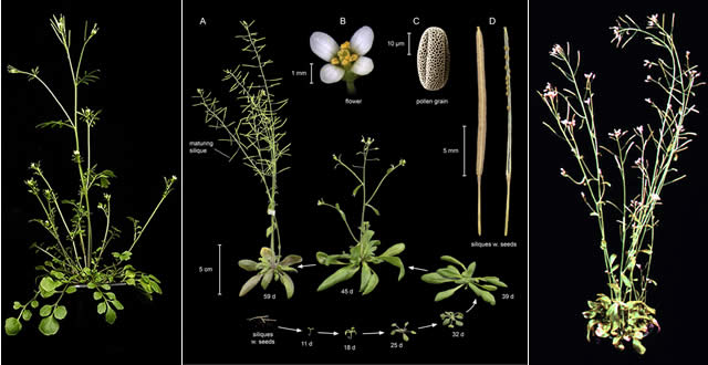 модельное растение arabidopsis thaliana